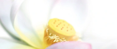 Event-Image for 'Die Weisheit der Natur im Einklang mit den f&uuml;nf Elementen'
