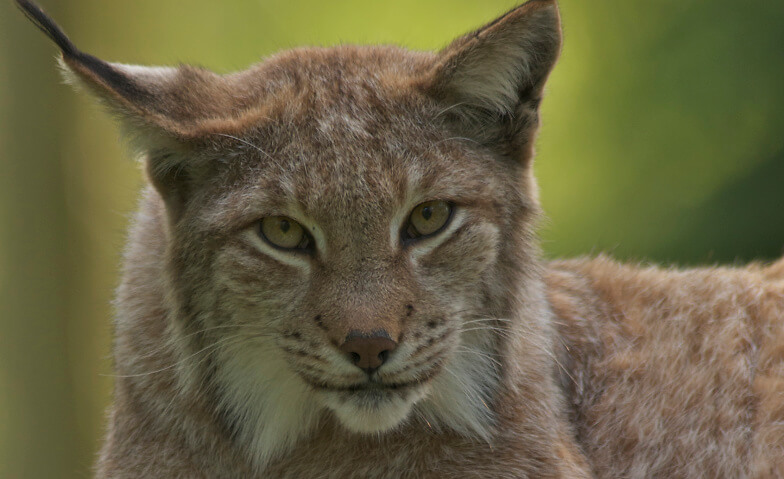 Tag des Luchses im Wildpark Schwarze Berge