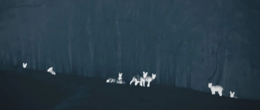 Event-Image for 'Film: LUPI NOSTRI &ndash; UNSERE W&Ouml;LFE'