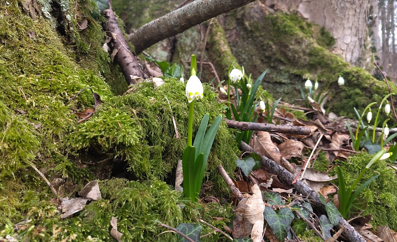 Waldbaden Billets