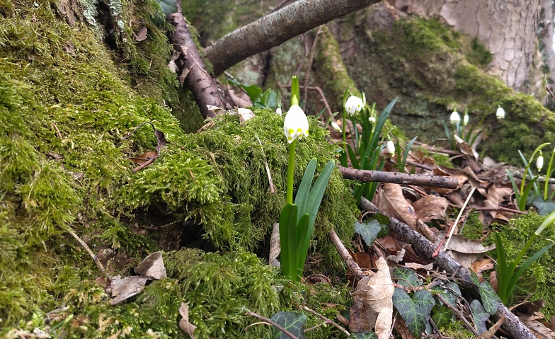 Event-Image for 'Waldbaden'