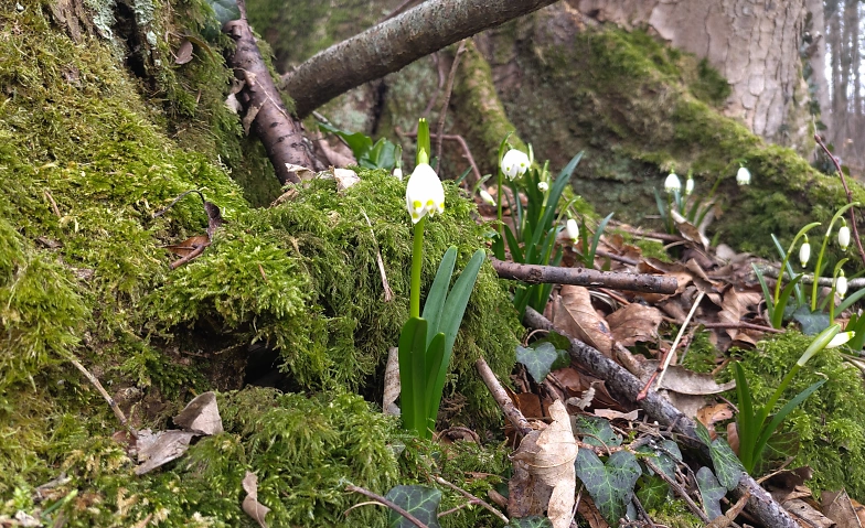 Waldbaden Billets