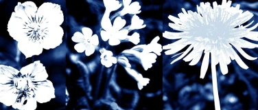 Event-Image for 'Meditation im Kirchengarten'