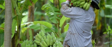 Event-Image for 'Openair-Kino &laquo;Banana Land - Blood, Bullets and Poison&raquo;'