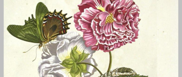 Event-Image for 'Museumssonntag: Die Bl&uuml;ten von Maria Sibylla Merian'
