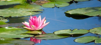 Veranstalter:in von Reiki - Ausbildung 1. Grad - Webinar mit Ferneinweihung
