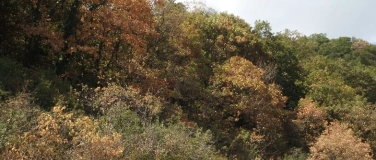 Event-Image for 'W&auml;lder im Klimawandel: Anpassung an neue Gegebenheiten'