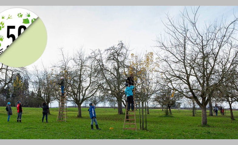 Obstbäume richtig schneiden