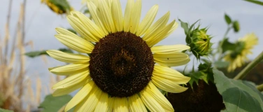 Event-Image for 'Ackersonntag'