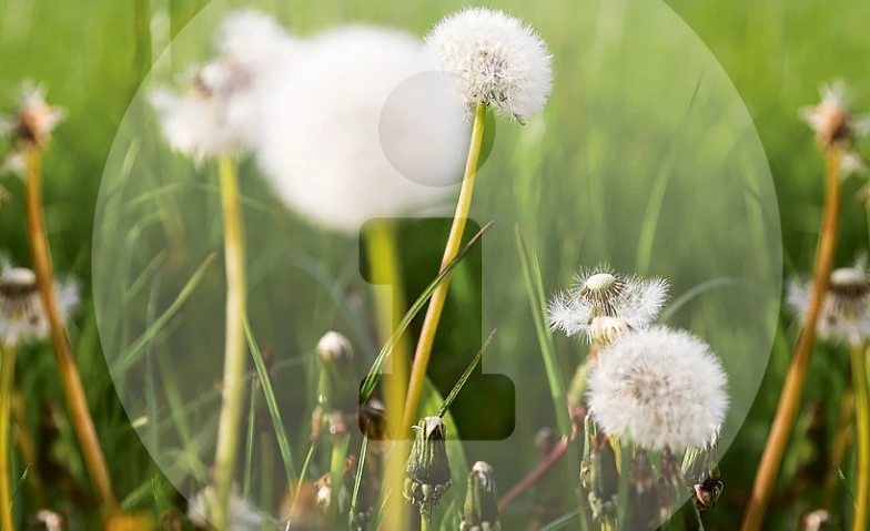 Info-Abend Weiterbildungen Palliative Care