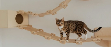 Event-Image for 'DIY Kurs &ndash; Katzenbaum selber machen in Berlin'