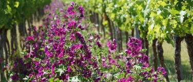 Event-Image for 'Wein & Natur'