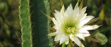 Event-Image for 'Flores&ccedil;a onde voc&ecirc; est&aacute; plantado'