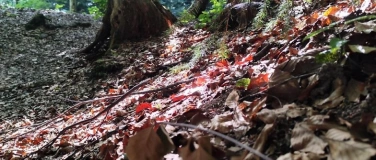 Event-Image for 'Spurenlesen &ndash; F&auml;hrten lesen und Wildtiere verstehen'