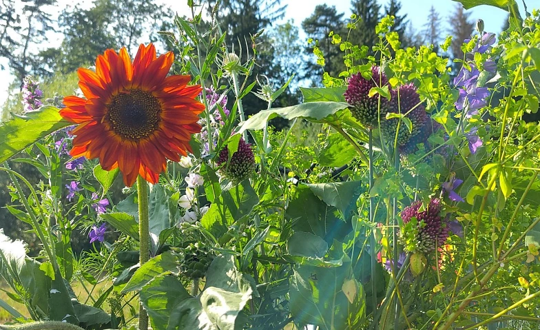 Event-Image for 'Permaschmaus - ein Dinnererlebnis im Permakulturgarten'