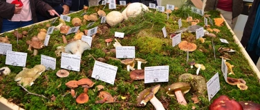 Event-Image for 'Pilzausstellung'