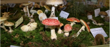 Event-Image for 'Pilzausstellung'
