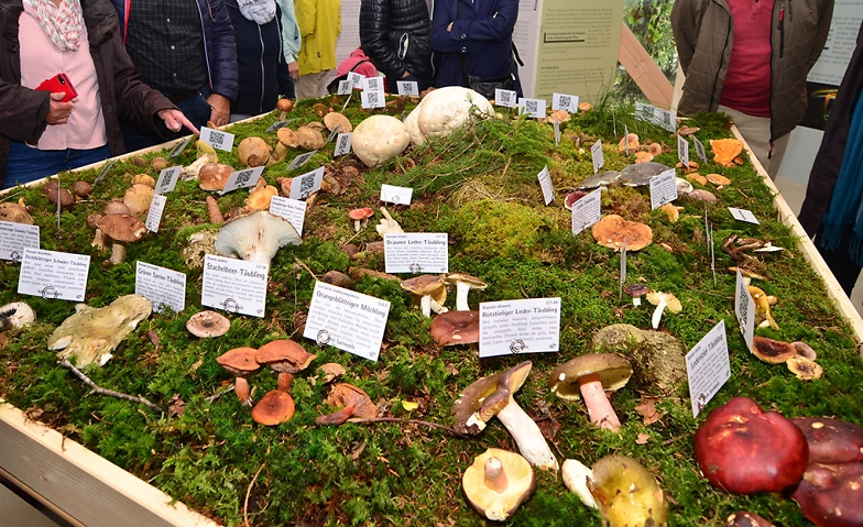 Pilzausstellung
