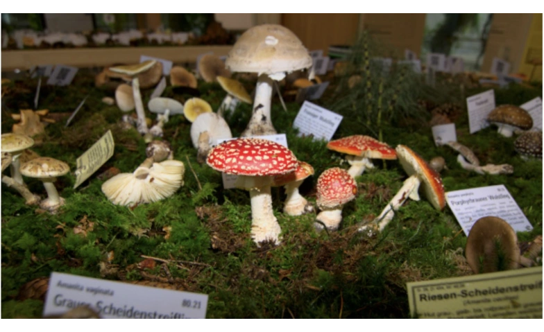 Pilzausstellung Botanischer Garten Tickets