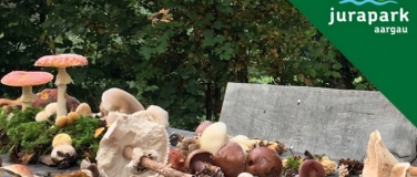 Event-Image for 'Pilze - ein faszinierendes Reich'