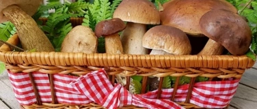 Event-Image for 'Pilz-Seminar - Pilze sammeln und bestimmen!'