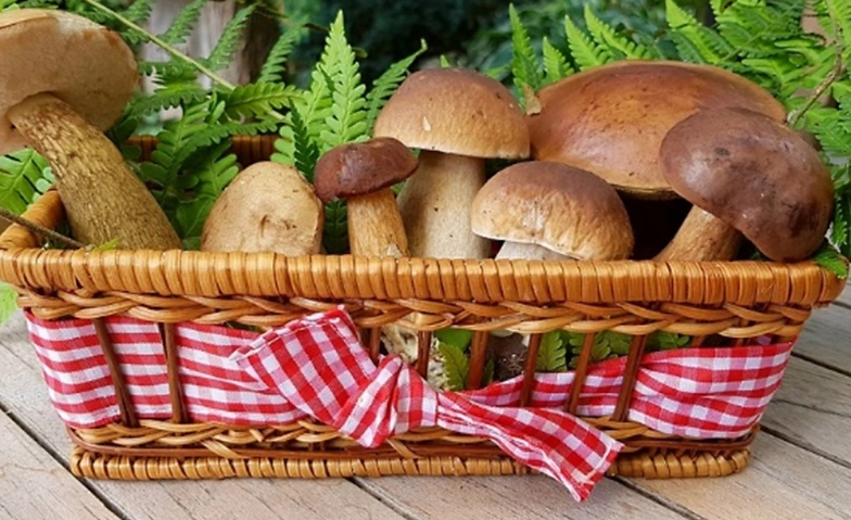 Pilz-Seminar - Pilze sammeln und bestimmen!