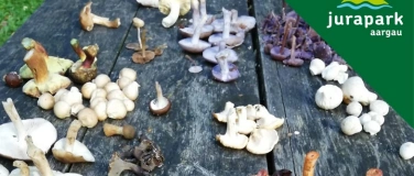 Event-Image for 'Pilze&ndash; die heimlichen Herrscher'
