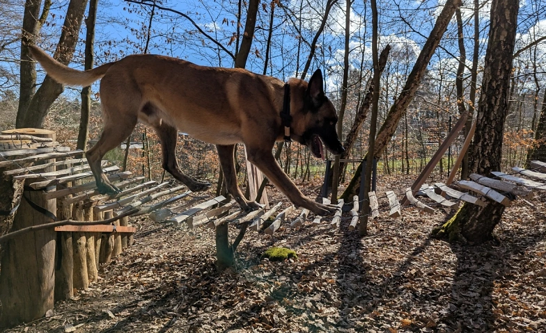 Hundekletterpark - Körperbewusstsein und Balance