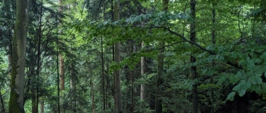 Event-Image for 'Shinrin Yoku/Waldbaden bei Grafing am 20.09.2026'