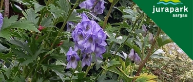 Event-Image for 'Paracelsus im Naturgarten: Heil- und Giftpflanzen hautnah'