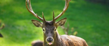 Event-Image for 'F&uuml;hrung zur Brunft im Wildpark Schwarze Berge'
