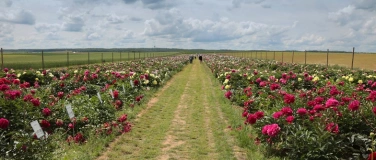Event-Image for 'DonPeony Pfingstrosen-Schaugarten &ndash; &uuml;ber 300 Sorten live erl'
