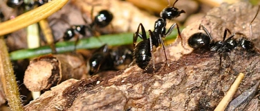 Event-Image for 'Faszinierende Ameisenwelt in Kuhnh&ouml;fen entdecken'