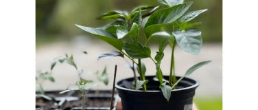 Event-Image for 'Setzlingsb&ouml;rse auf dem Chorplatz Zofingen'