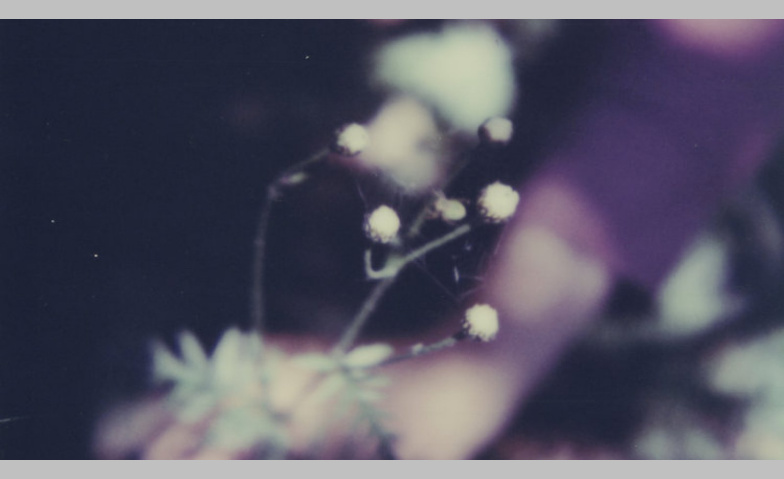 Simone Kappeler – nature vivante