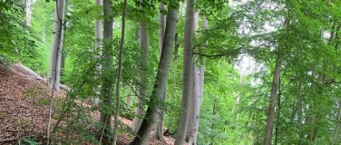 Event-Image for 'Single-Spaziergang 07/2026 am Pinnower See u60'