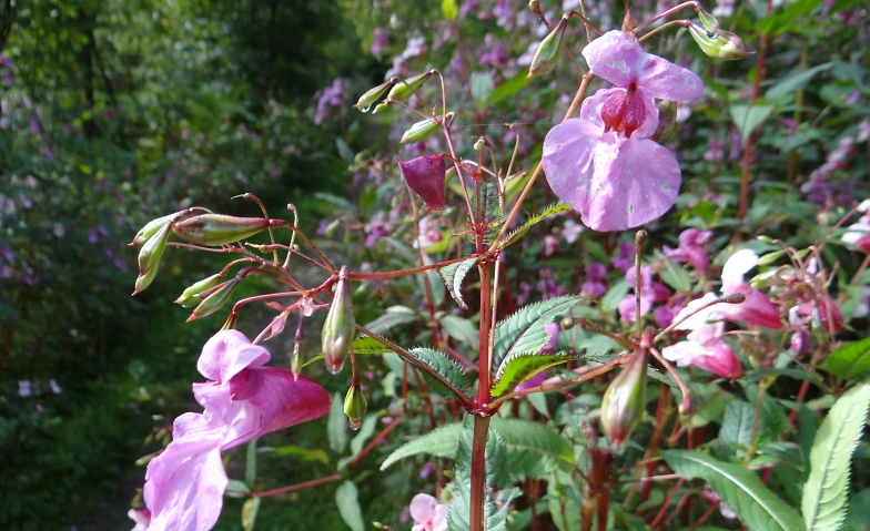 Kräutertour mit Verkostung und essbaren Blüten
