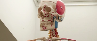 Event-Image for 'Anatomie & Biomechanik - 25h-Yoga-Weiterbildung'