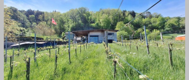 Event-Image for 'Tag der offenen Weinkeller'