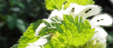 Event-Image for 'Wild- und Heilkr&auml;uterwanderung HURRA - WONNEMONAT MAI IST DA'