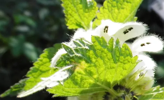 Wild- und Heilkr&auml;uterwanderung "FR&Uuml;HLINGSERWACHEN" Wasserbahnhof, Alte Schleuse 1, 45468 M&uuml;lheim an der Ruhr Tickets