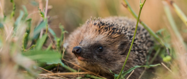 Event-Image for 'Tier des Jahres 2026 &ndash; Pro Natura: Der Igel - Nachbar und Wi'