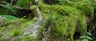 Event-Image for 'Moose &ndash; faszinierende Vielfalt, raffinierte Strategien'