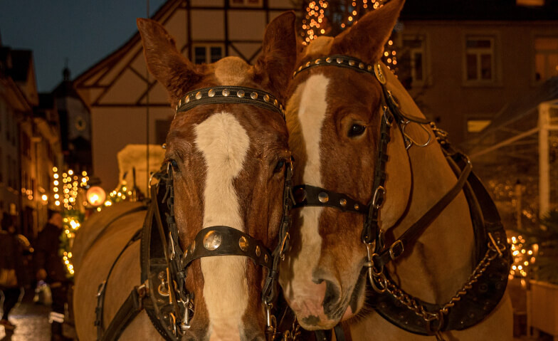 Event-Image for 'Kutschenfahrten Rheinfelden: Feldschl&ouml;sschen - Schiffl&auml;nde'