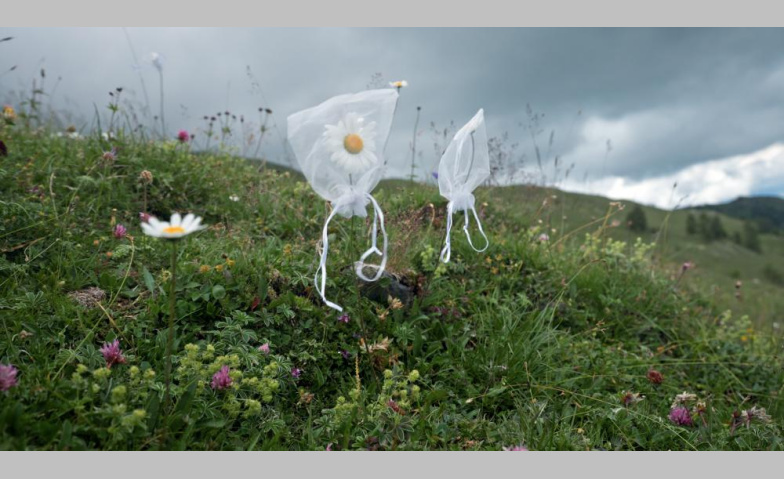 Unter Pflanzen