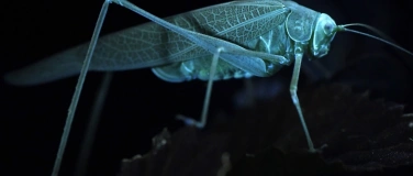 Event-Image for 'Exkursion &laquo;Insects and Stories: UV-Insektenpirsch&raquo;'