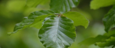 Event-Image for 'Shinrin Yoku Weekend Workshop BASIC - Gl&uuml;ck im Wald'