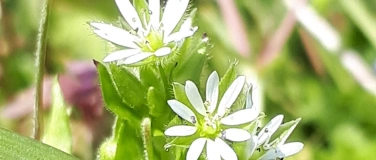 Event-Image for 'Kr&auml;uterspaziergang mit Chrissys Kr&auml;uter-Apotheke'