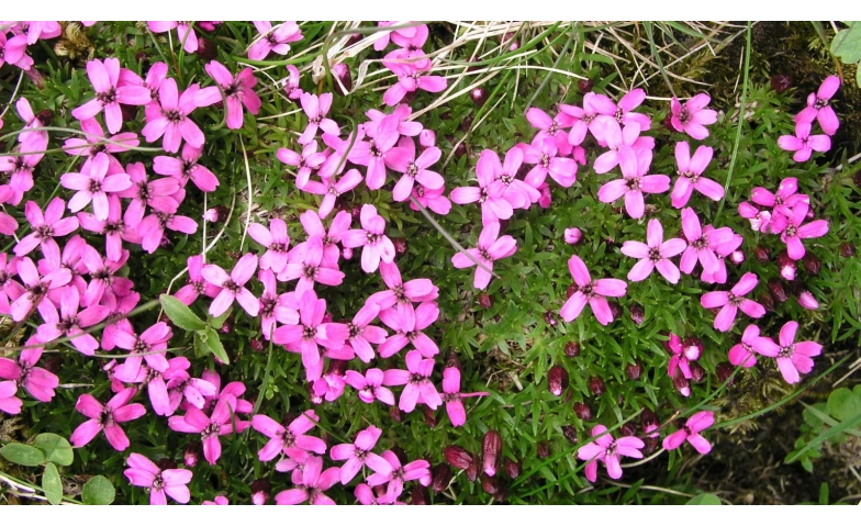 Vom Eis geformt &ndash; Die Evolutionsgeschichte der arktisch-alpi Botanischer Garten Tickets