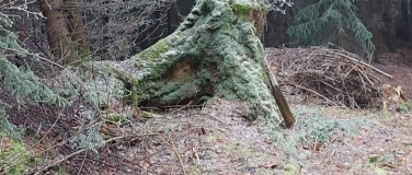 Event-Image for 'Waldauszeit - die andere Begegnung'